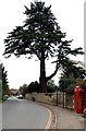 ST9168 : Dominant tree in Lacock Cemetery by Jaggery