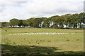 A Parliament of Gulls