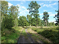 Bridleway on Chobham Common