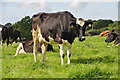 North Devon : Grassy Field & Cattle