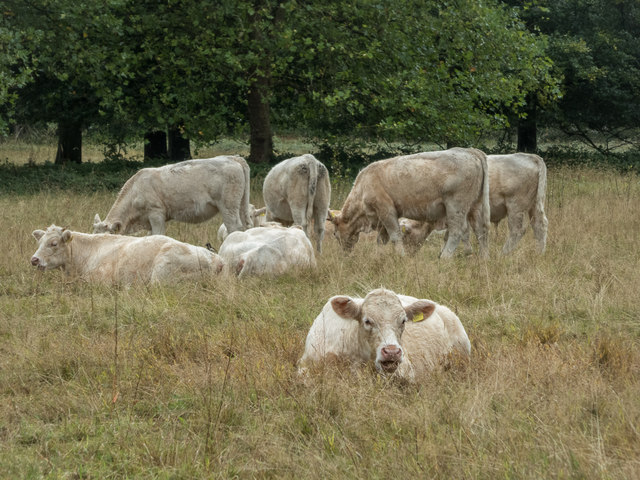 Cattle in the Meadow, Osterley Park, London