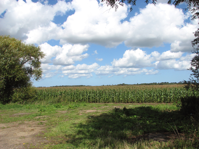 Maize crop field by Billockby