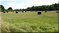 Silage bales by Oby Manor Farm