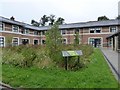 Wildflower meadow in the courtyard of Streatham Court, Exeter University