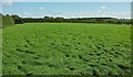 SX6852 : Grass field, East Leigh by Derek Harper