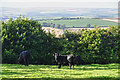 North Devon : Grassy Field & Cattle