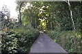 North Devon : Country Lane