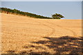 North Devon : Grassy Field