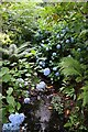 Hydrangeas by a stream in Bodnant Garden