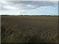 Crop field off Cheapside