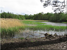 N5407 : Emo Lake - Grounds of Emo Court near Port Laoise by Colin Park