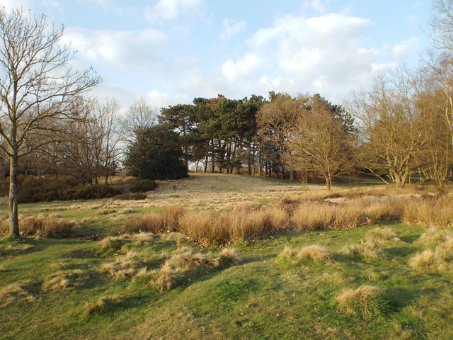 Knoll north of Wyndley Pool, Sutton Park