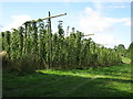 Hop field near Upper Town End Farm