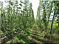 Hop field near Upper Town End Farm