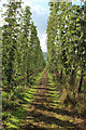 Hop field near Upper Town End Farm