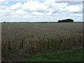 TF2693 : Crop field off Salters Lane by JThomas