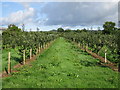 Orchard at Old Court