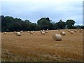 Harvest time near Staverton Lodge