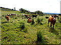 Cattle, Mulnafye