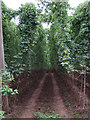 Hop field near Avenbury Court