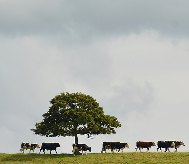 Bullocks in Dyrham Park, Gloucestershire