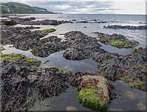 NH7458 : Seaweeds - low tide, Black Isle coast by Julian Paren