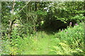 Woodland Path at Mennock