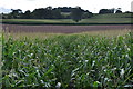 Taunton Deane District : Crop Field