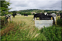 SP0227 : Cows near Winchcombe by Bill Boaden