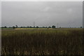 Eastwards across a bean field from the footpath from Howsham to North Kelsey