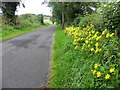 Pretty flowers along Drumcullian Road