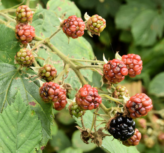 Blackberries, Helen's Bay (September... © Albert Bridge :: Geograph ...