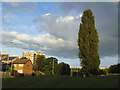 Poplar tree by Pudsey Road