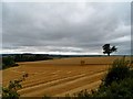 Harvesting near Priors Marston