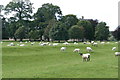 NY5328 : Sheep at Brocavum by Graham Hogg