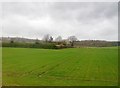 Hedge on the edge of Great Bedwyn