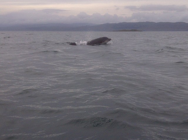 Dolphin face bombing Dubh Sgeir & Carraig an Daimh