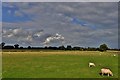 Romney Marsh scene