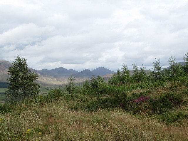 Young trees on the northern spur of Knockchree