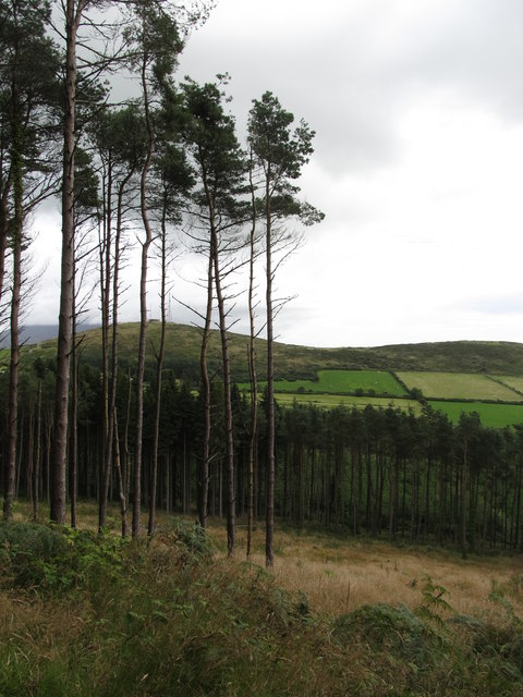 Clearing in the eastern section of Mourne Wood