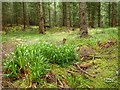 NH8950 : Forest Floor, Ordhill by Mick Garratt