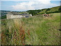 Overgrown section on Sowerby Bridge FP96, Norland