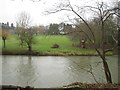 SP2965 : River Avon by Emscote Gardens, Warwick 2015, January 12, 14:50 by Robin Stott