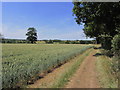 On the Essex Way near Sandypits Farm, Terling