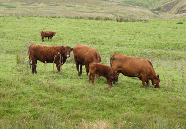 Red Angus Cattle © Anthony O'Neil :: Geograph Britain and Ireland