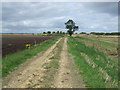 Farm track near Brook Farm