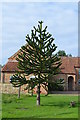 TF1170 : Monkey Puzzle Tree near Bardney by J.Hannan-Briggs