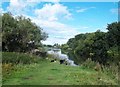 Border Collies by the River Trent