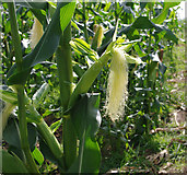 SD4752 : Ripening maize by Ian Taylor