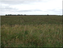 TF1564 : Crop field, Blankney Dales by JThomas